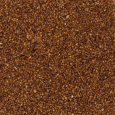 Semilla de Teff
