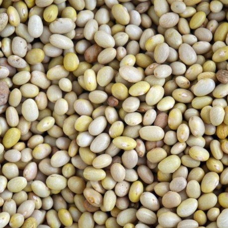 Frijol Peruano Mayocoba